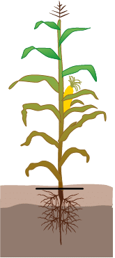 crop step 7