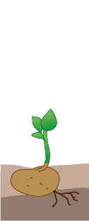 crop step 1