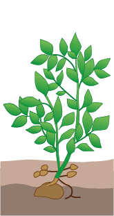 crop step 3