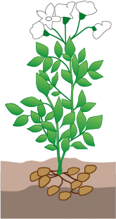 crop step 5