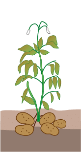 crop step 6