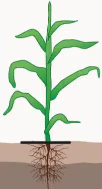 crop step 3