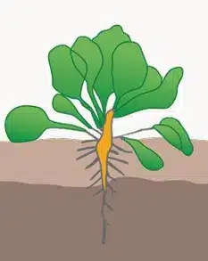 crop step 2