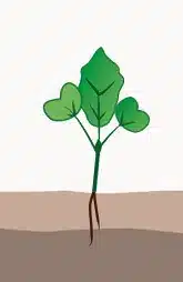 crop step 1