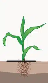 crop step 1