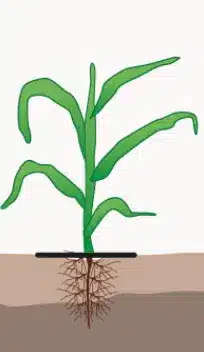 crop step 2