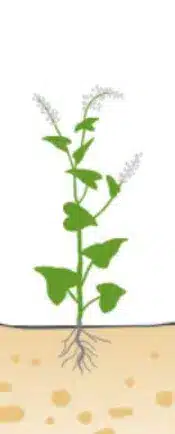 crop step 2