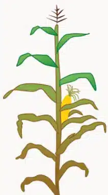 crop step 7