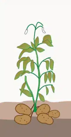 crop step 5
