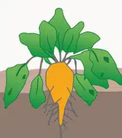 crop step 4