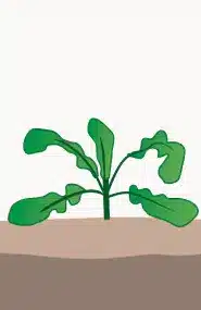 crop step 2
