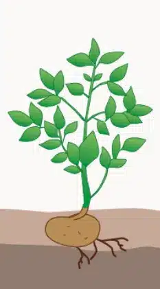 crop step 2