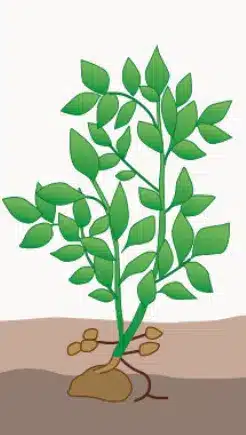 crop step 3