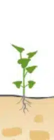 crop step 1