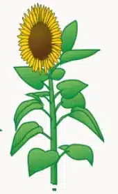 crop step 5