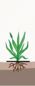 crop step 0