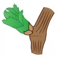 crop step 3