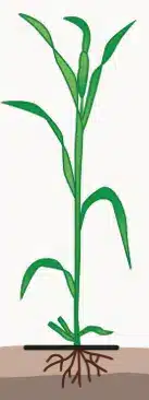 crop step 2