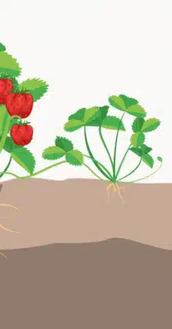 crop step 4