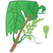 crop step 4
