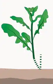 crop step 3