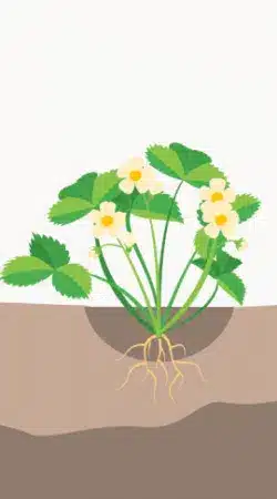 crop step 2