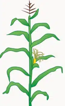 crop step 5