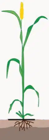 crop step 3
