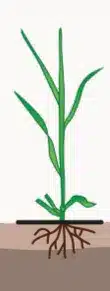 crop step 1