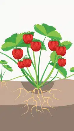 crop step 3