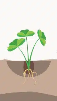 crop step 1