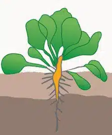 crop step 3