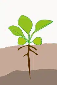 crop step 1