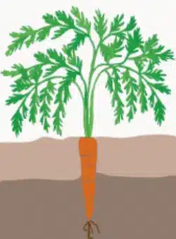 crop step 4