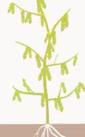 crop step 3