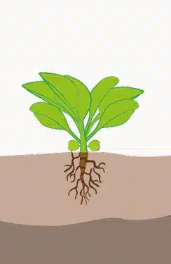 crop step 2