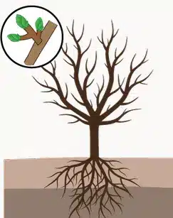 crop step 0