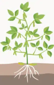 crop step 2