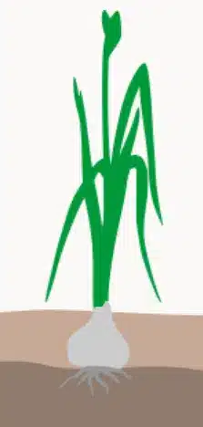 crop step 3