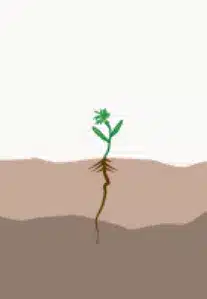 crop step 1