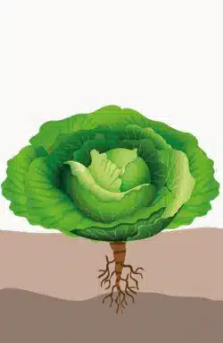 crop step 4