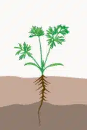 crop step 2