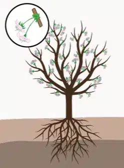 crop step 4