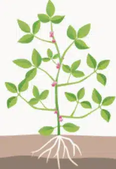 crop step 1