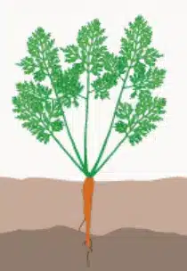 crop step 3