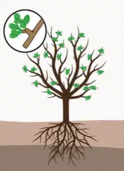 crop step 2