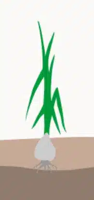crop step 2