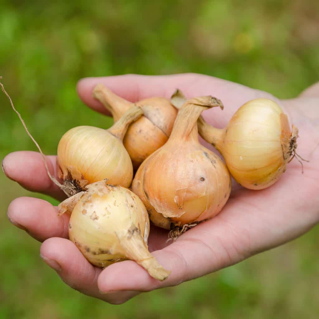 Nawożenie cebuli - czym nawozić cebulę