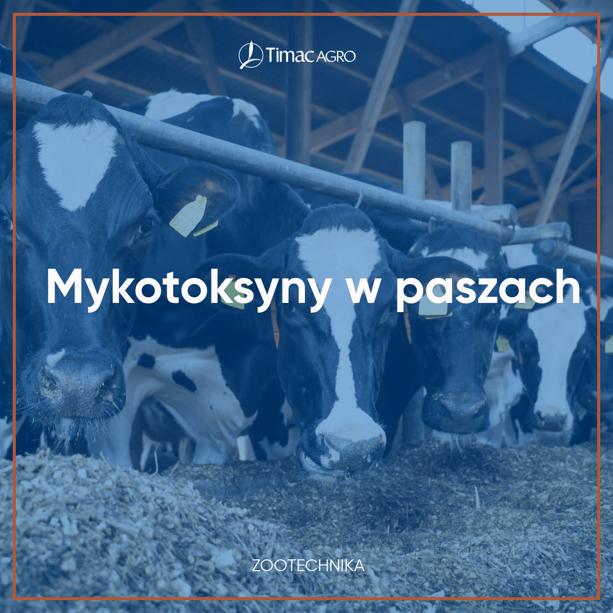 Mykotoksyny w paszy dla bydła