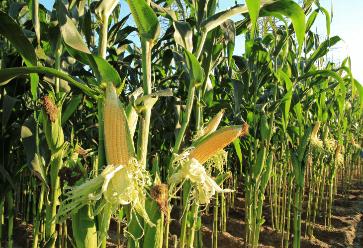 Nawożenie kukurydzy, nawóz do kukurydzy, kukurydza nawożenie